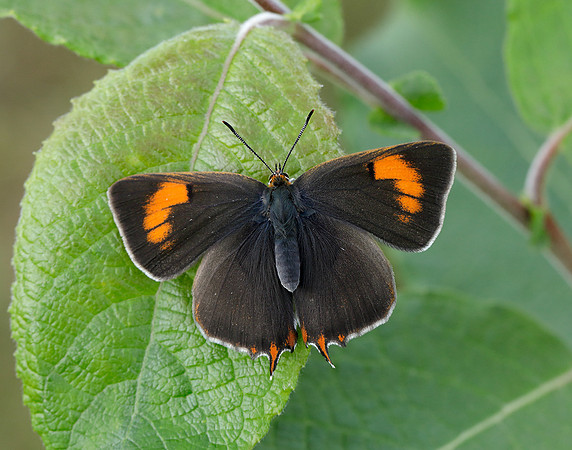 Brown Hairstreak Thecla betulae