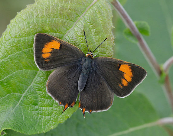 Brown Hairstreak Thecla betulae
