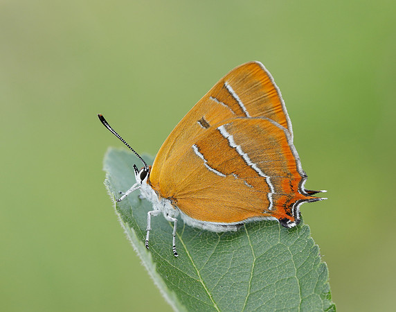 Brown Hairstreak Thecla betulae