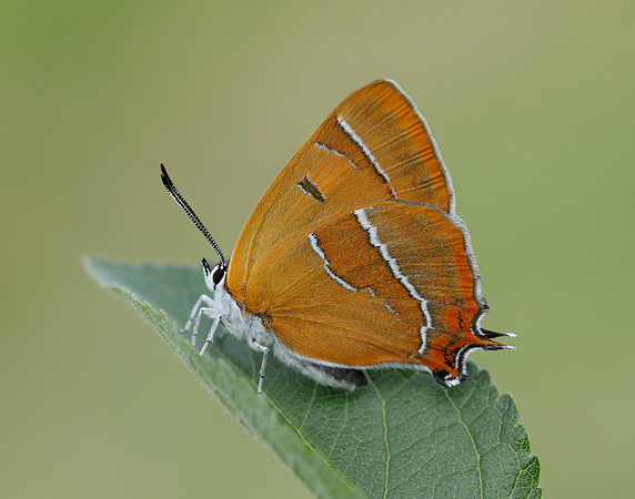 Brown Hairstreak Thecla betulae