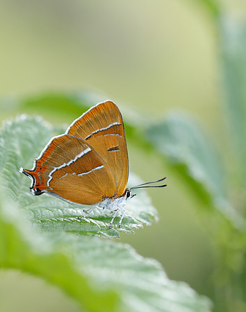 Brown Hairstreak Thecla betulae