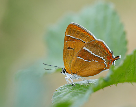 Brown Hairstreak Thecla betulae
