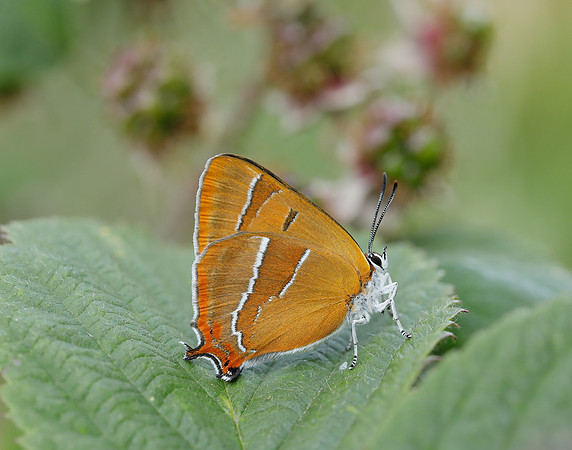 Brown Hairstreak Thecla betulae