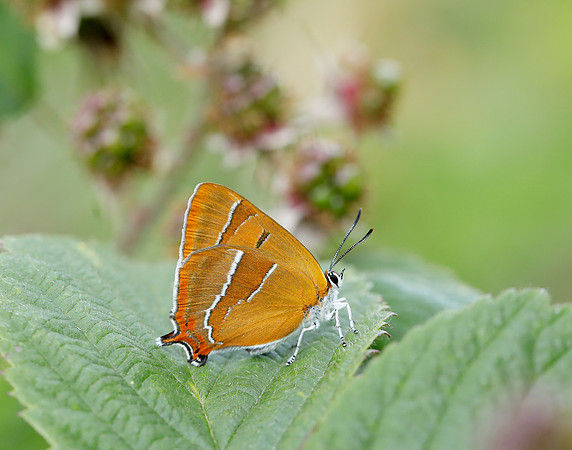 Brown Hairstreak Thecla betulae