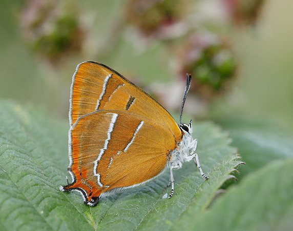 Brown Hairstreak Thecla betulae
