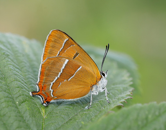 Brown Hairstreak Thecla betulae