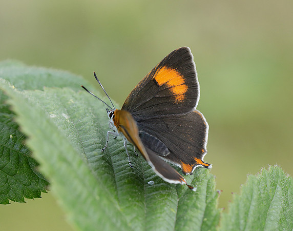 Brown Hairstreak Thecla betulae