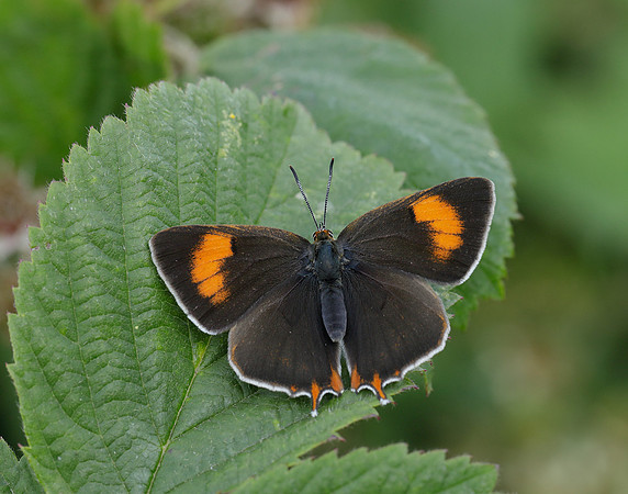 Brown Hairstreak Thecla betulae