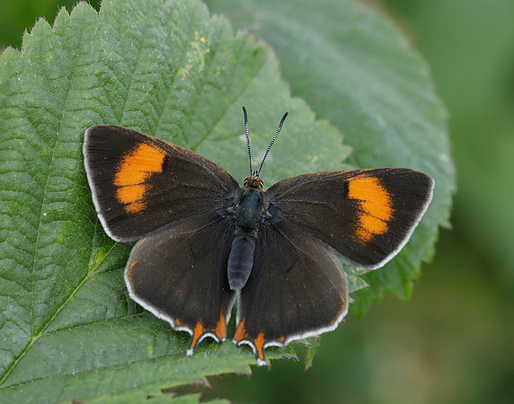 Brown Hairstreak Thecla betulae