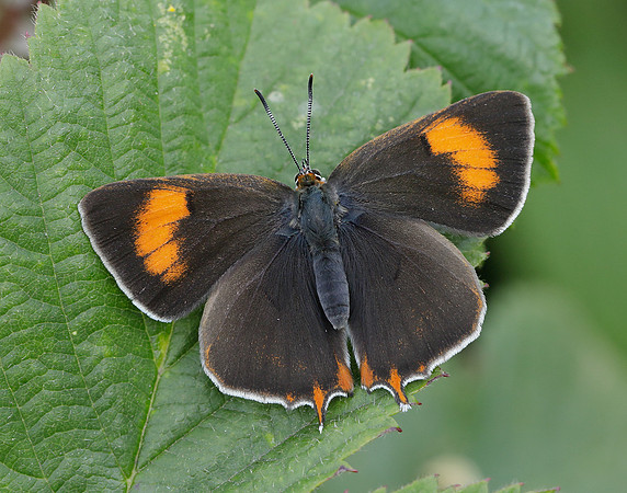 Brown Hairstreak Thecla betulae