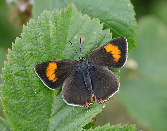 Brown Hairstreak Thecla betulae