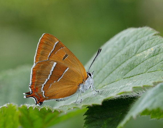 Brown Hairstreak Thecla betulae