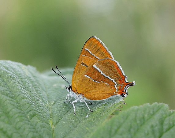 Brown Hairstreak Thecla betulae