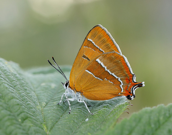 Brown Hairstreak Thecla betulae