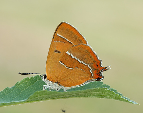 Brown Hairstreak Thecla betulae