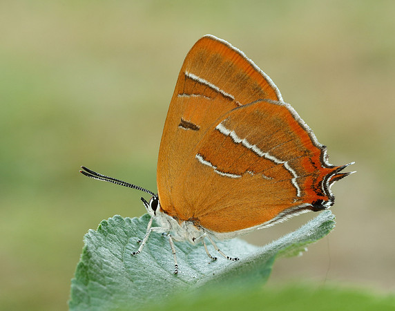 Brown Hairstreak Thecla betulae