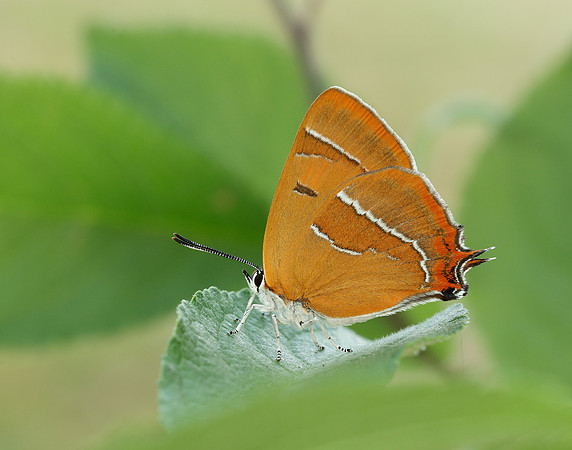 Brown Hairstreak Thecla betulae