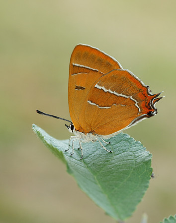 Brown Hairstreak Thecla betulae
