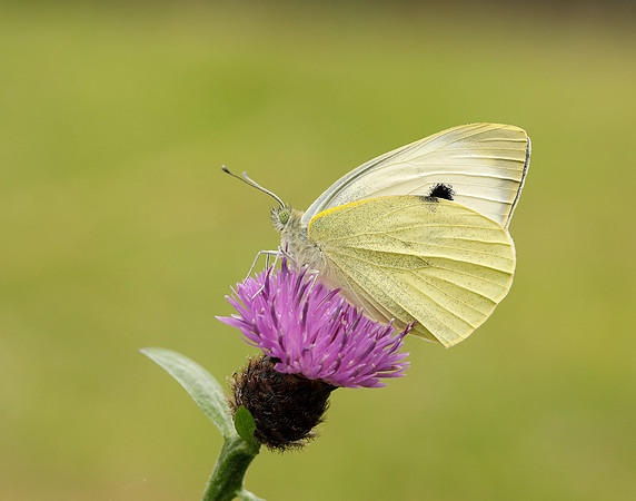 Large White Pieris brassicae