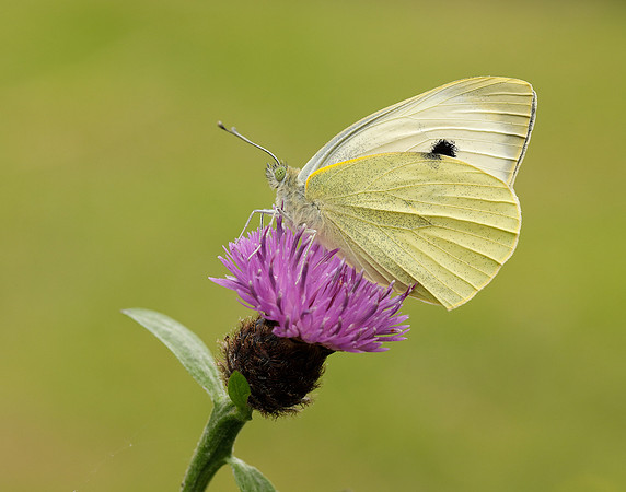 Large White Pieris brassicae