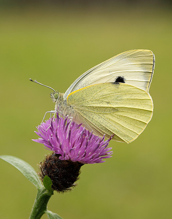 Large White Pieris brassicae