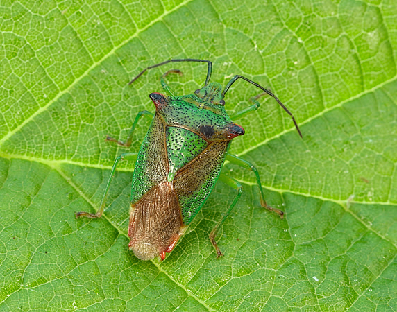 Hawthorn Shield Bug Acanthosoma haemorrhoidale