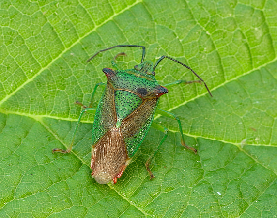 Hawthorn Shield Bug Acanthosoma haemorrhoidale