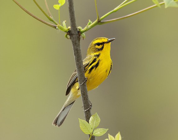 Prairie Warbler Setophaga discolor