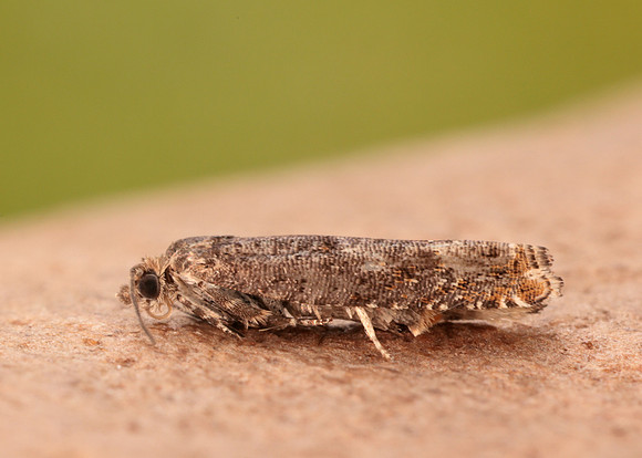 49.245 BF1137 Epinotia tetraquetrana
