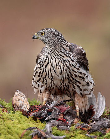Goshawk Accipiter gentilis