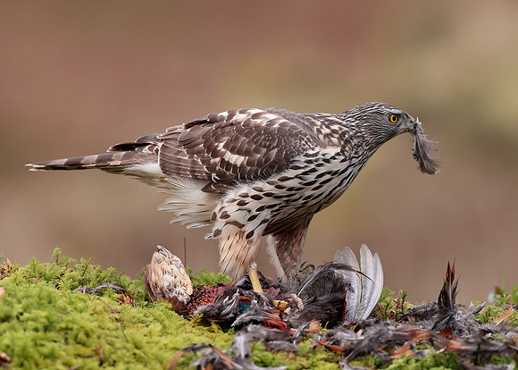 Goshawk Accipiter gentilis