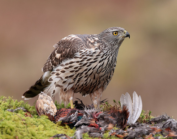 Goshawk Accipiter gentilis
