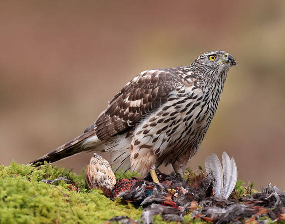 Goshawk Accipiter gentilis