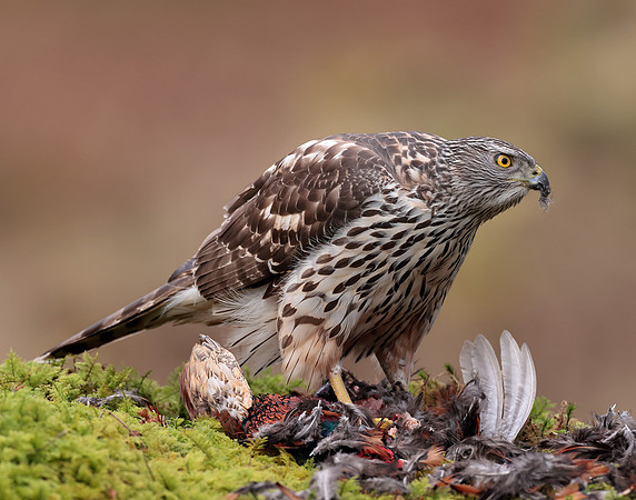 Goshawk Accipiter gentilis