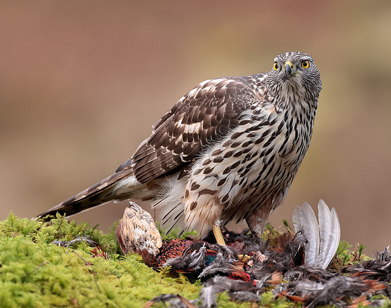 Goshawk Accipiter gentilis