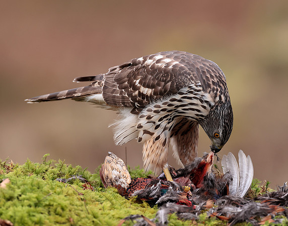 Goshawk Accipiter gentilis