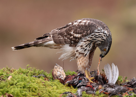 Goshawk Accipiter gentilis