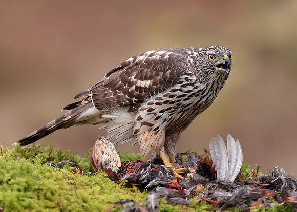 Goshawk Accipiter gentilis
