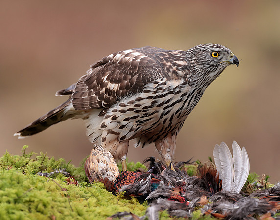Goshawk Accipiter gentilis