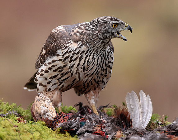 Goshawk Accipiter gentilis