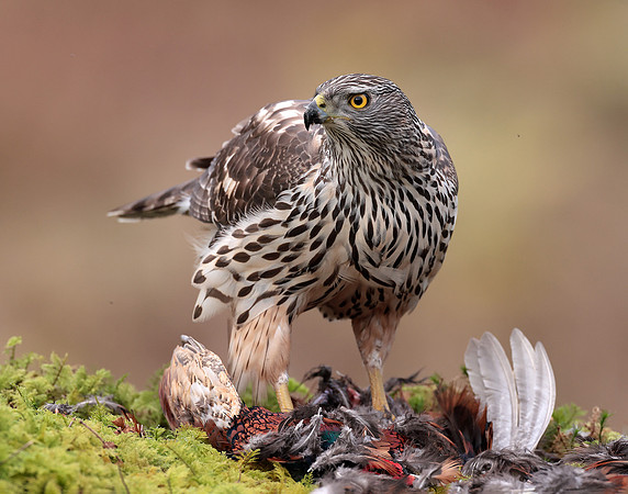 Goshawk Accipiter gentilis