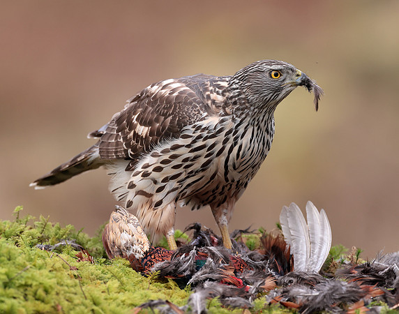 Goshawk Accipiter gentilis