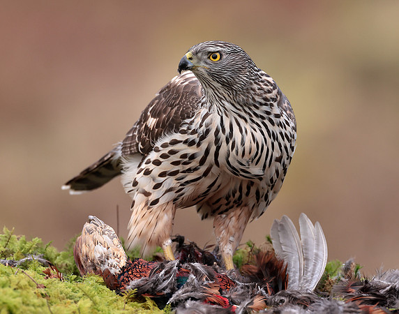 Goshawk Accipiter gentilis