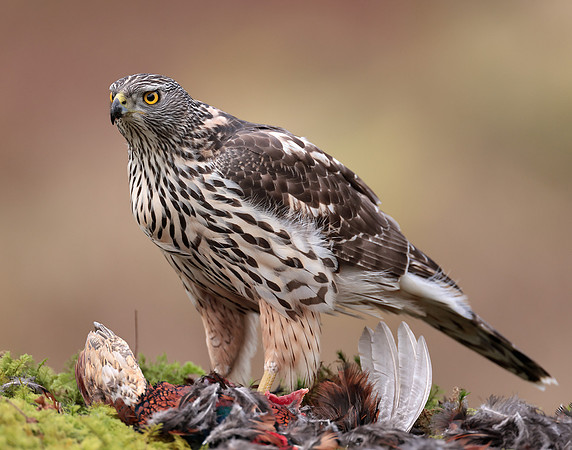 Goshawk Accipiter gentilis