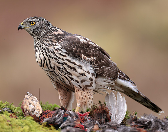 Goshawk Accipiter gentilis
