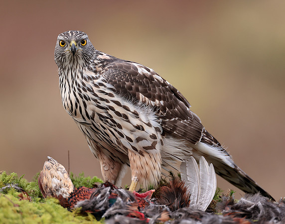 Goshawk Accipiter gentilis