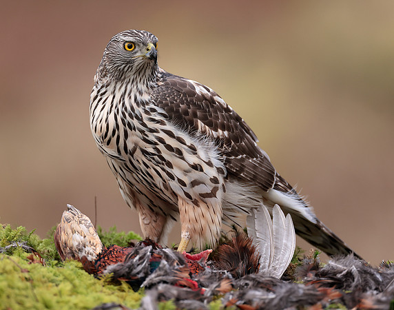 Goshawk Accipiter gentilis