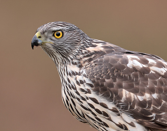 Goshawk Accipiter gentilis