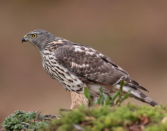 Goshawk Accipiter gentilis