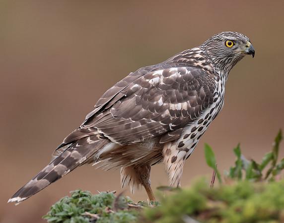 Goshawk Accipiter gentilis